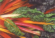 Bright Lights Swiss: a truly new, gorgeous chard.